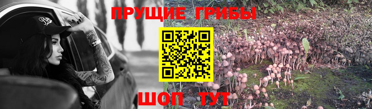 Корсаков  Галлюциногенные грибы ЛСД  Псилоцибиновые грибы прущие грибы  Вход с VPN 